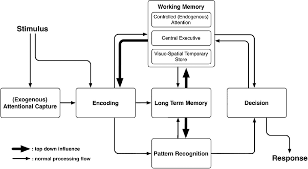 Working memory flow from stimulus and attention through encoding, long-term memory, recognition, and decision